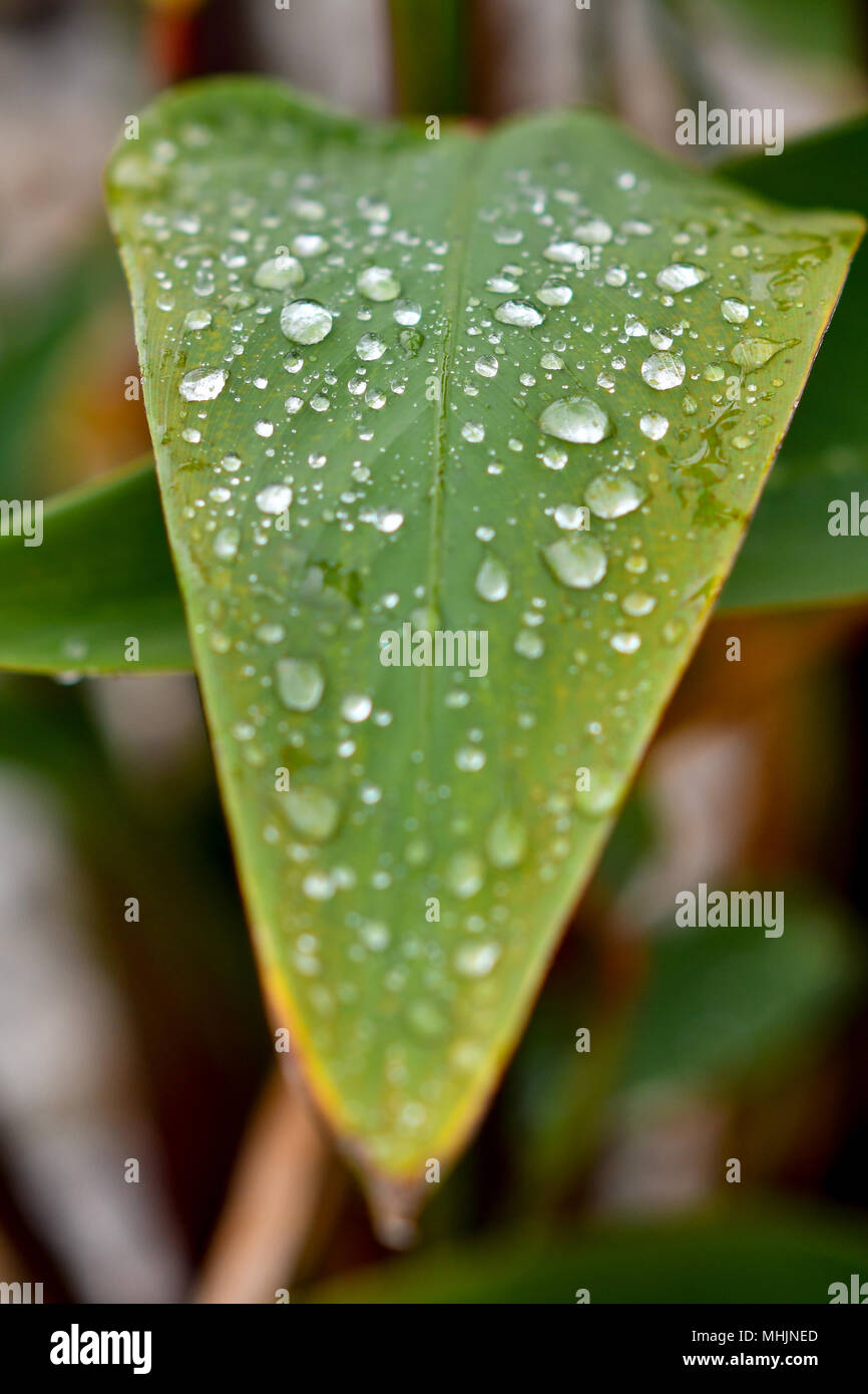 L'eau de pluie sur une feuille Banque D'Images