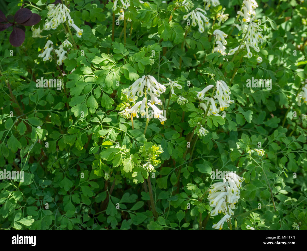 Une fleur de patch Corydalis ochroleuca montrant les fleurs crème pâle contre le délicat feuillage vert clair Banque D'Images