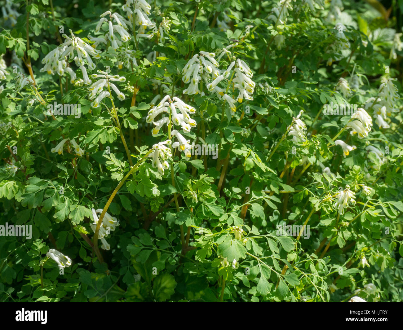 Une fleur de patch Corydalis ochroleuca montrant les fleurs crème pâle contre le délicat feuillage vert clair Banque D'Images