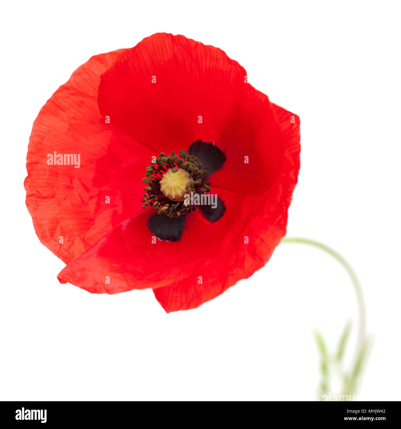 Fleurs de pavot rouge ouvert isolé sur fond blanc Banque D'Images