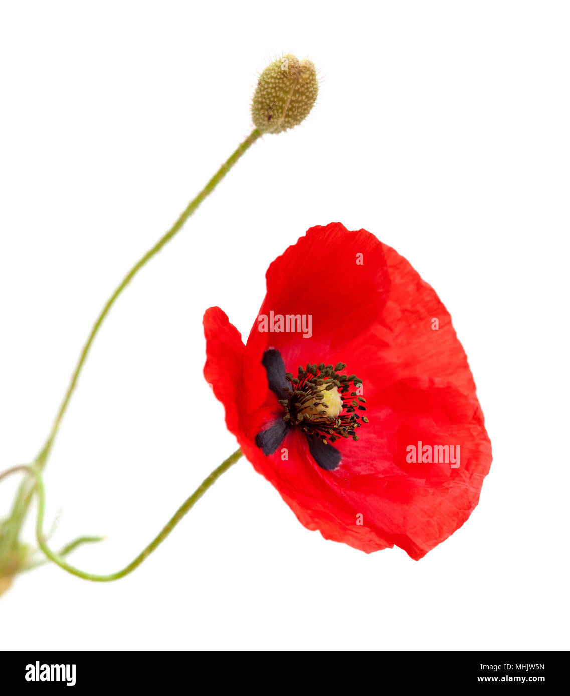 Fleurs de pavot rouge ouvert isolé sur fond blanc Banque D'Images