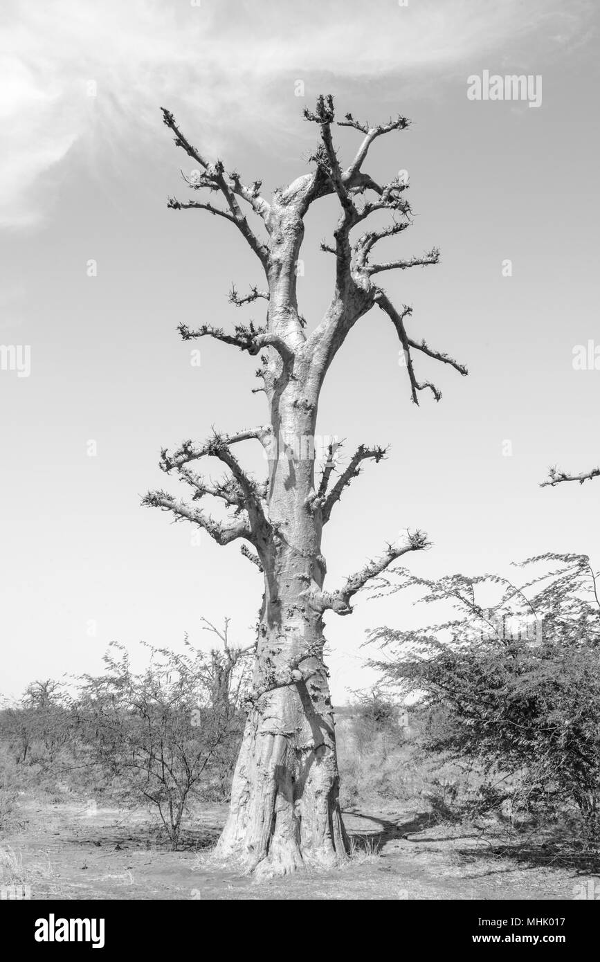 Baobab en noir et blanc Banque D'Images