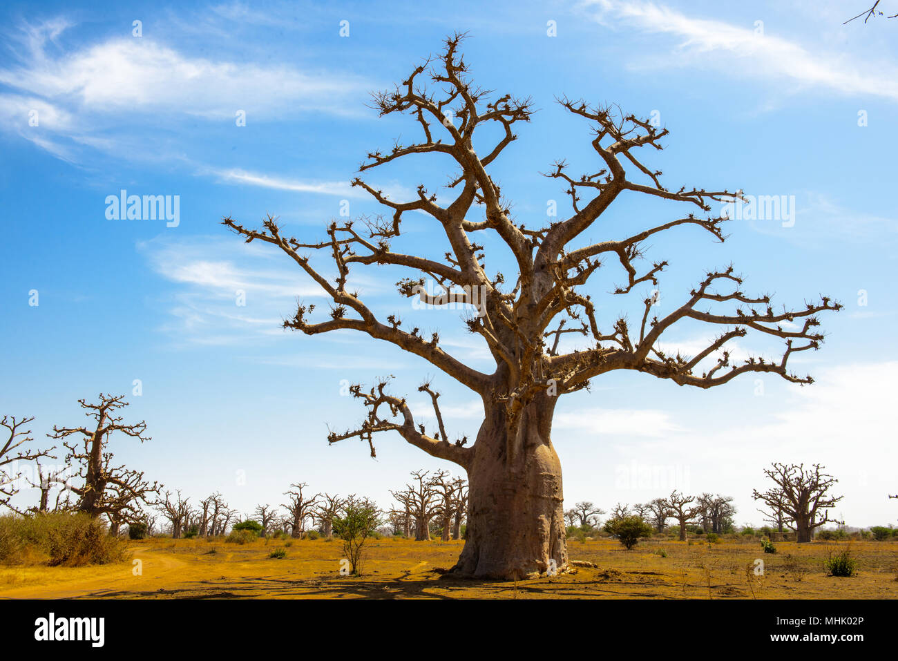 Baobab dans l'ombre Photo Stock - Alamy