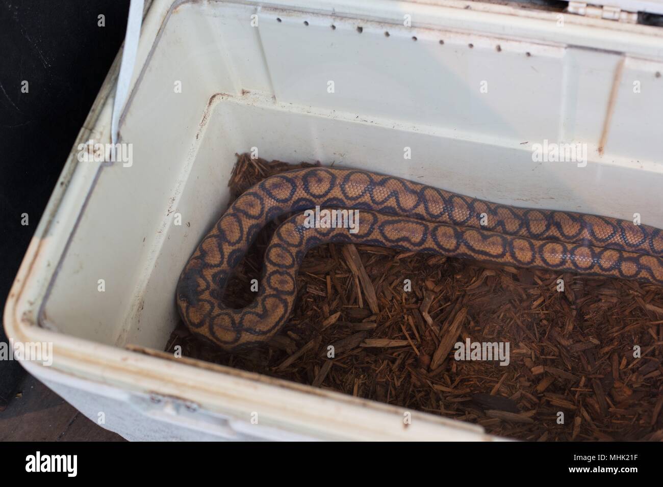 Un serpent dans une glacière portative. Banque D'Images