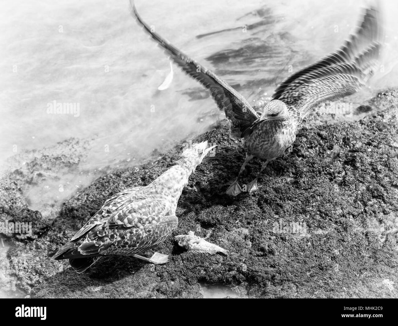 Seagull Riads Maroc Banque D'Images