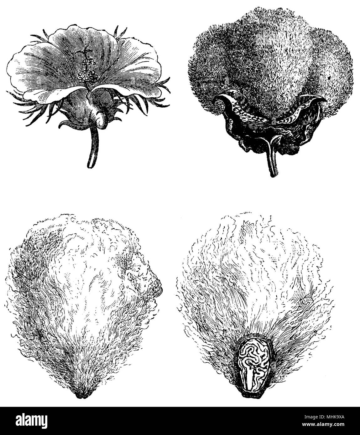 Fleur de coton (en haut à gauche), le coton Fruits (en haut à droite), du coton (en bas à gauche), du coton (en bas à droite) Banque D'Images