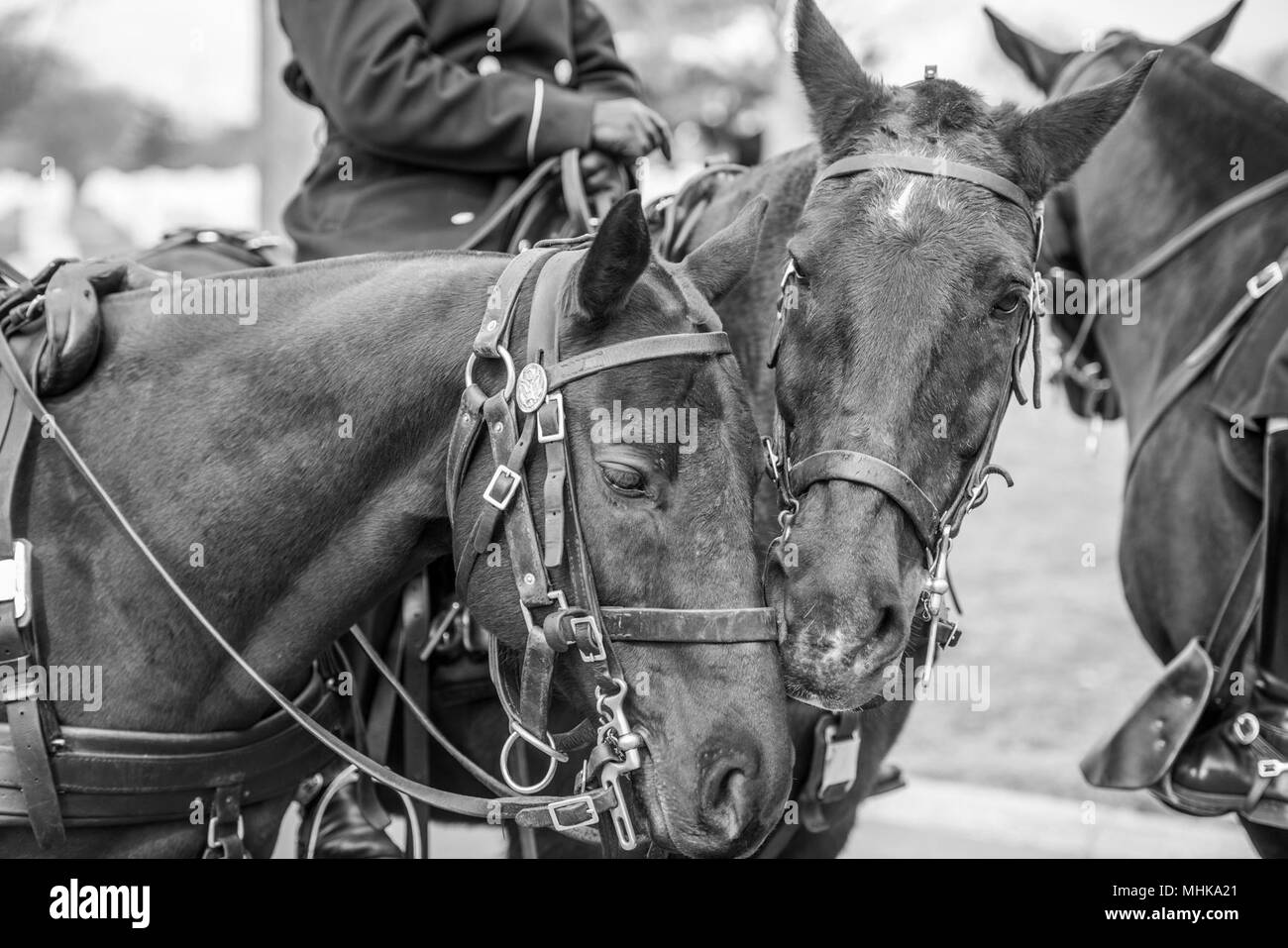 Deux chevaux de l'univers 3D Régiment d'infanterie des États-Unis (la vieille garde) Peloton nuzzle Caisson avant d'aider dans la conduite de l'honneur de l'armée américaine de rapatriement Le Cpl. Dow F. Worden dans l'article 60 de cimetière National d'Arlington, Arlington, Virginie, le 27 mars 2018. Worden, 20, de Boardman, Oregon, a disparu à la fin de septembre 1951 au cours de la guerre de Corée. Membre de la Compagnie A, 1er Bataillon, 9e Régiment d'infanterie, 2e Division d'infanterie, l'entreprise était en Worden aux environs de Hill 1024 en Corée du Sud, de l'exécution des opérations à proximité d'une zone connue sous le nom de crête de chagrin, lorsque les Chinois lancé Banque D'Images