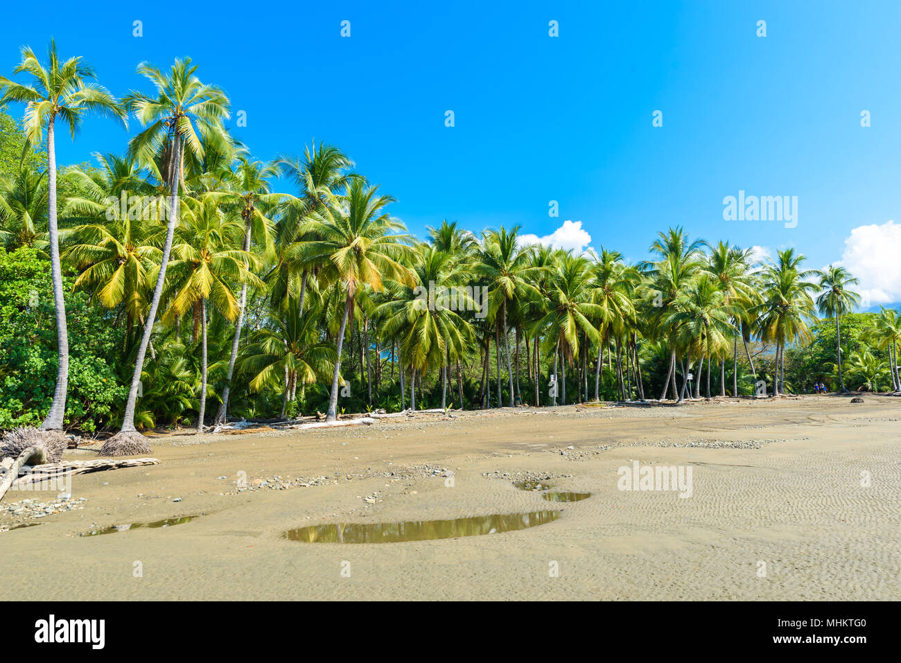 Parc national Marino Ballena dans Uvita - Punta Uvita - belles plages et la forêt tropicale à la côte pacifique du Costa Rica Banque D'Images