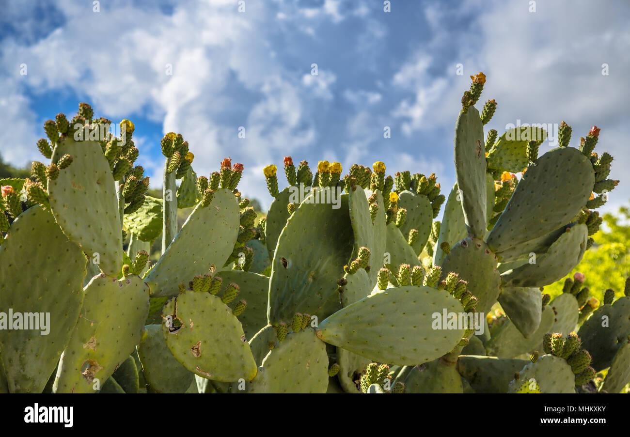 Fig indien, figuier de Barbarie (Opuntia ficus-indica, Opuntia ficus-barbarica) peut être un organisme nuisible dans certaines parties de l'île Banque D'Images