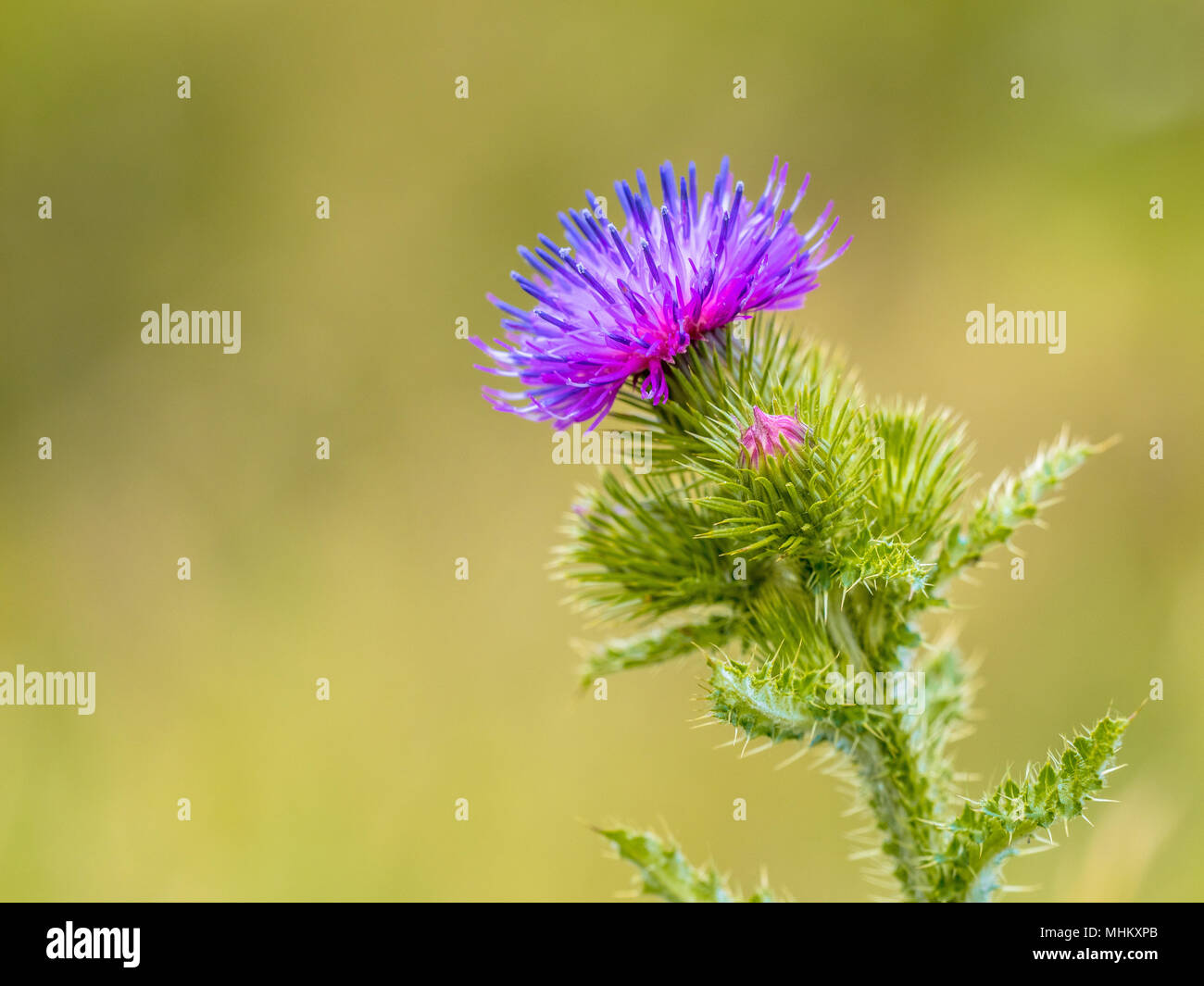 Chardon des champs (Cirsium arvense) purle fleur avec fond vert Banque D'Images