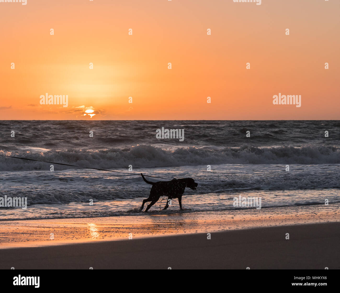 Un labrador noir tirant sur un mélange dur laisse sur le rivage d'une plage de Floride. Banque D'Images