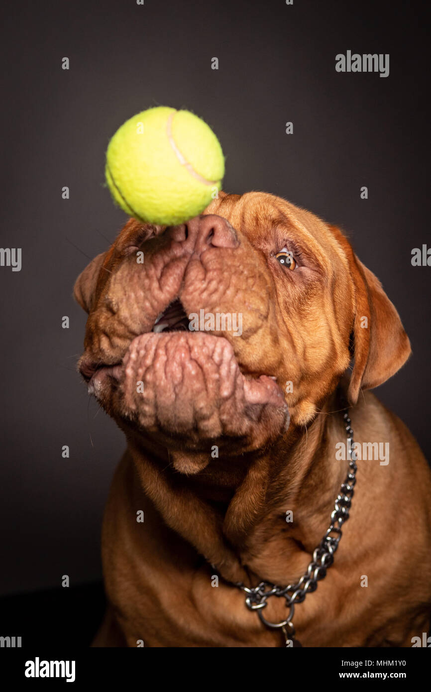 Dogue de Bordeaux dog avec un drôle de visage jouer avec une balle plus  entendus dans son nez. Fond gris Photo Stock - Alamy