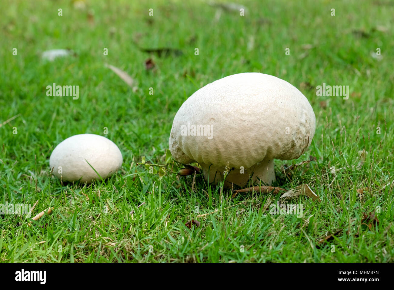 Calvatia gigantea Giant champignons puffball en prairie. Champignon vesse-de-géant - délicieux et sains. Banque D'Images