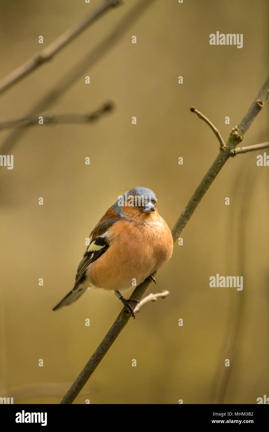 Homme Chaffinch oiseaux RSPB à cacher sur le lac Vyrnwy Wales Banque D'Images