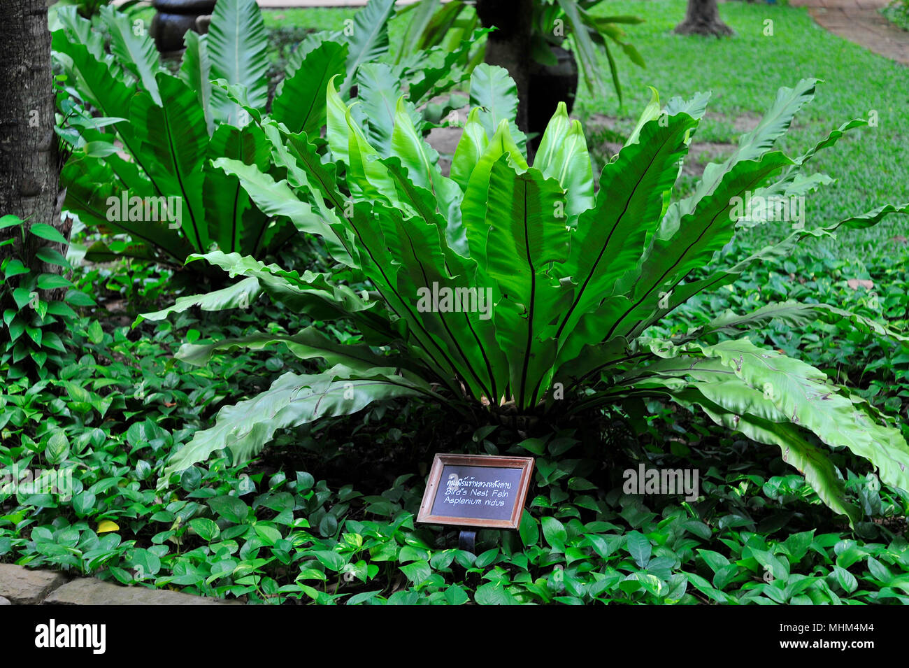 Jardin japonais à Avani Hôtel Beach Road Pattaya Thaïlande Banque D'Images