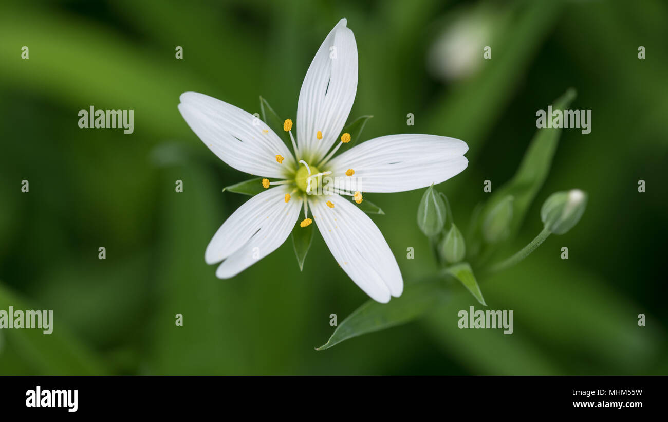 Le mouron blanc au printemps fleurs pré. Stellaria graminea. Close-up artistique. Belle floraison d'herbes sauvages. Fleurs, bourgeons. Fond herbeux brouillée. Banque D'Images