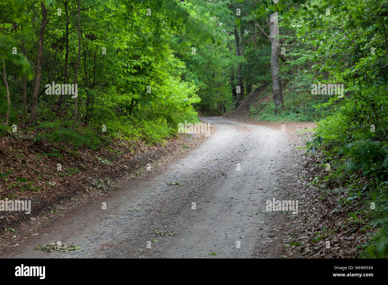 NC01777-00...CAROLINE DU NORD - Back country road in Nags Head Woods Nature Conservancy sur les bancs extérieurs. Banque D'Images