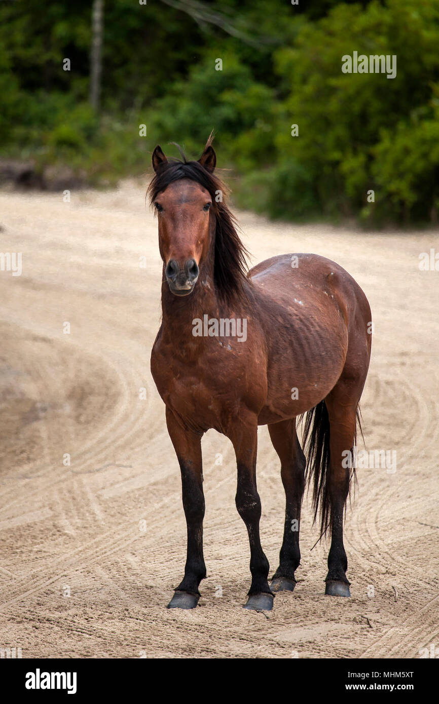 NC01797-00...CAROLINE DU NORD - Wild horse sur le traversier Currituck Banks. Banque D'Images