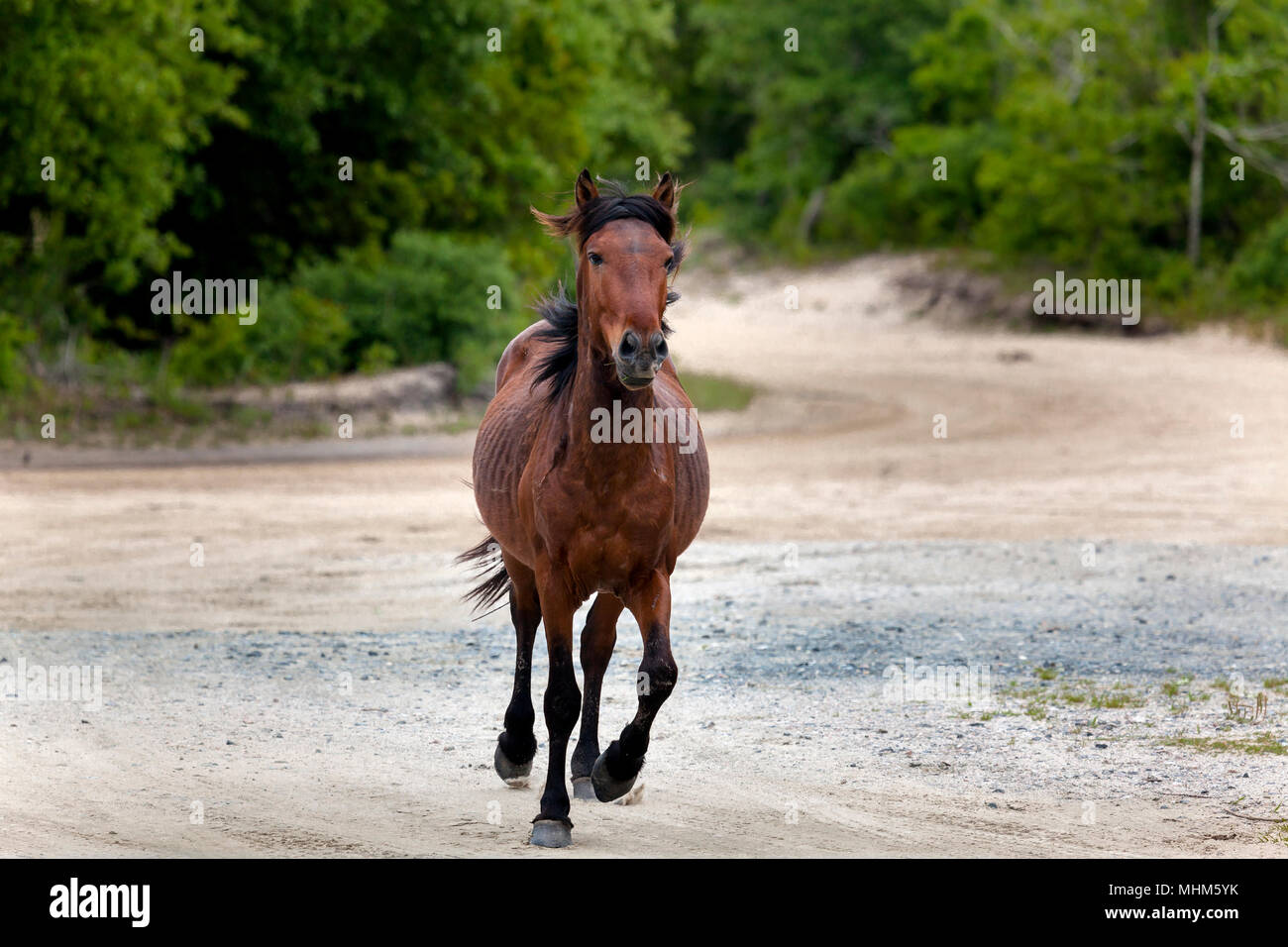 NC01798-00...CAROLINE DU NORD - Wild horse sur le traversier Currituck Banks. Banque D'Images