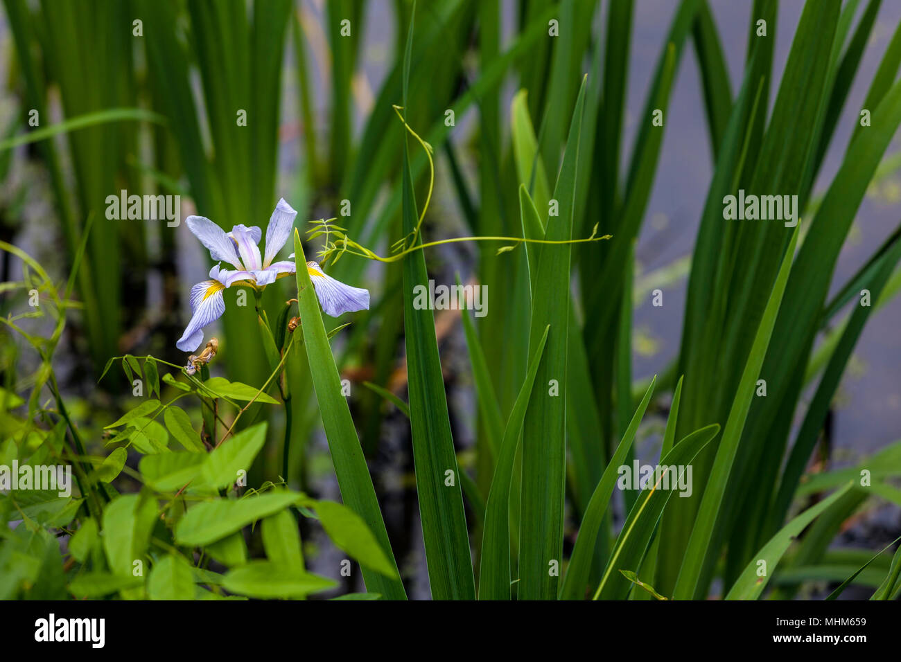 NC01820-00...CAROLINE DU NORD - Wild iris fleur en MDF Bief State Park. Banque D'Images