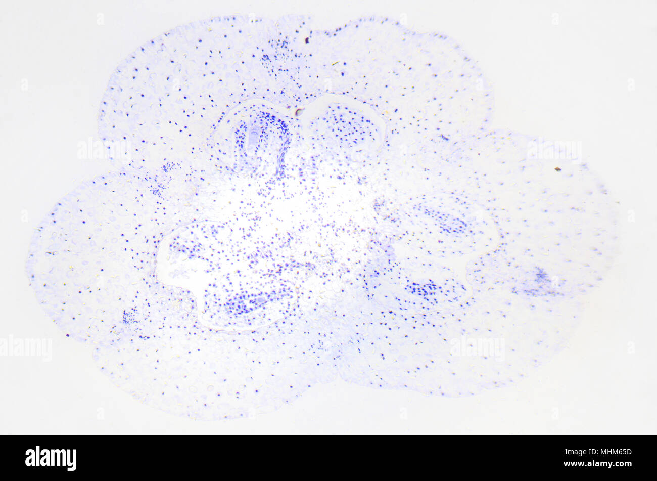 Photographie microscopique de lilium ovaire. Section transversale. Banque D'Images
