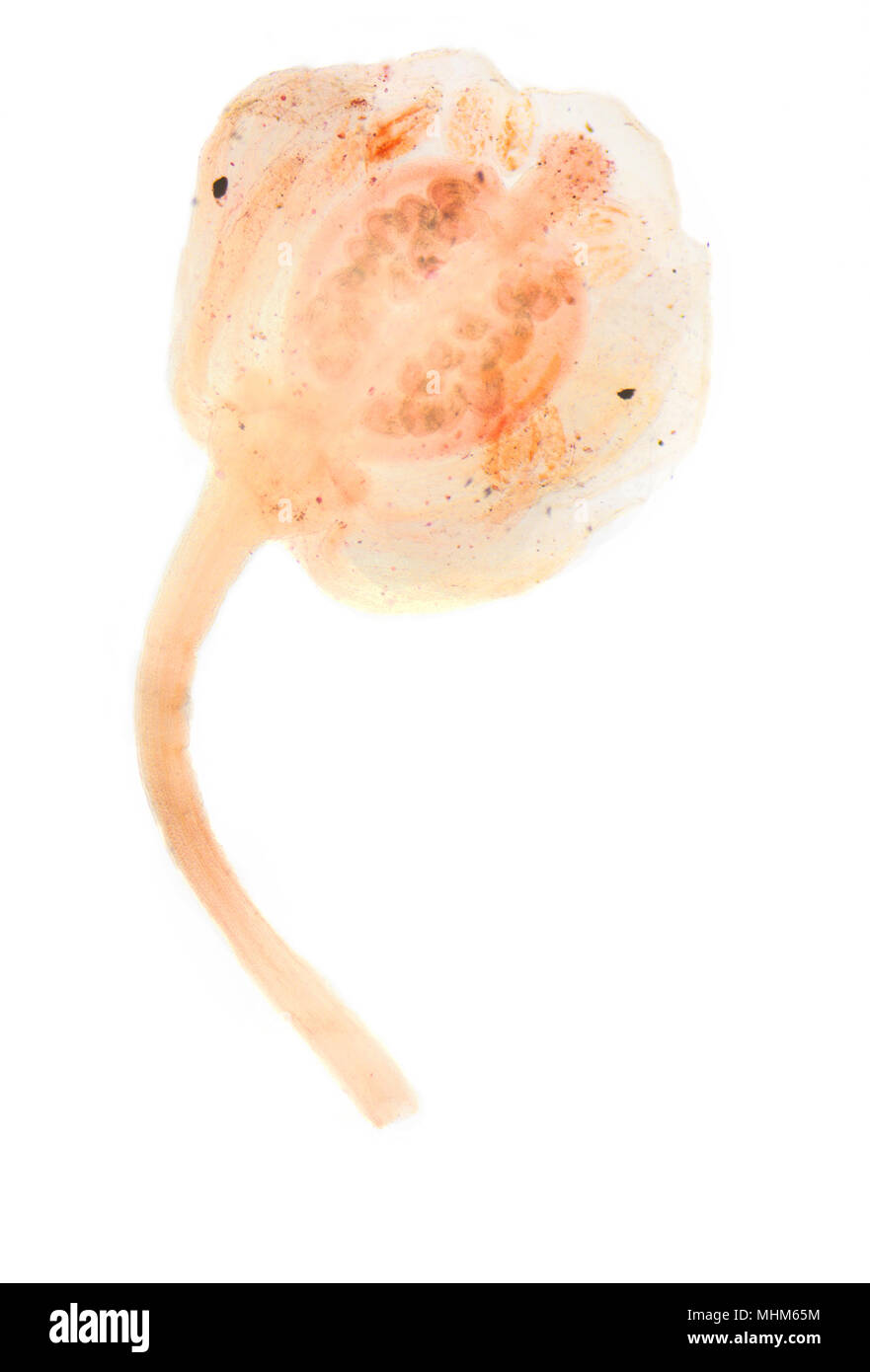 Photographie en microscopie électronique. Fleur de Capsella bursa-pastoris. Banque D'Images