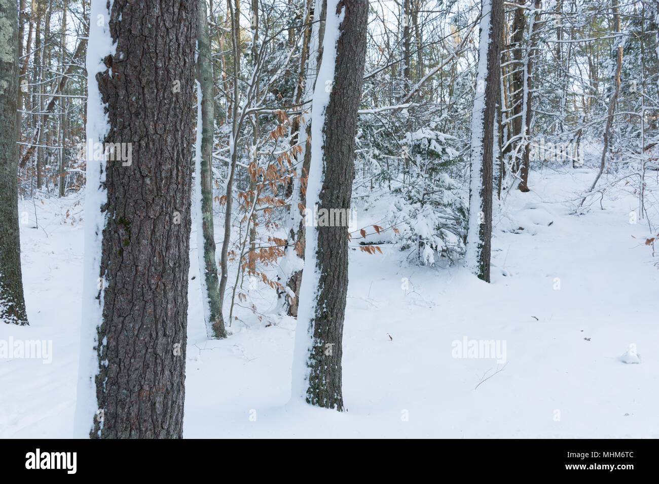 La neige fraîche en hiver woods, Breakheart Reservation, Wakefield, MA Banque D'Images