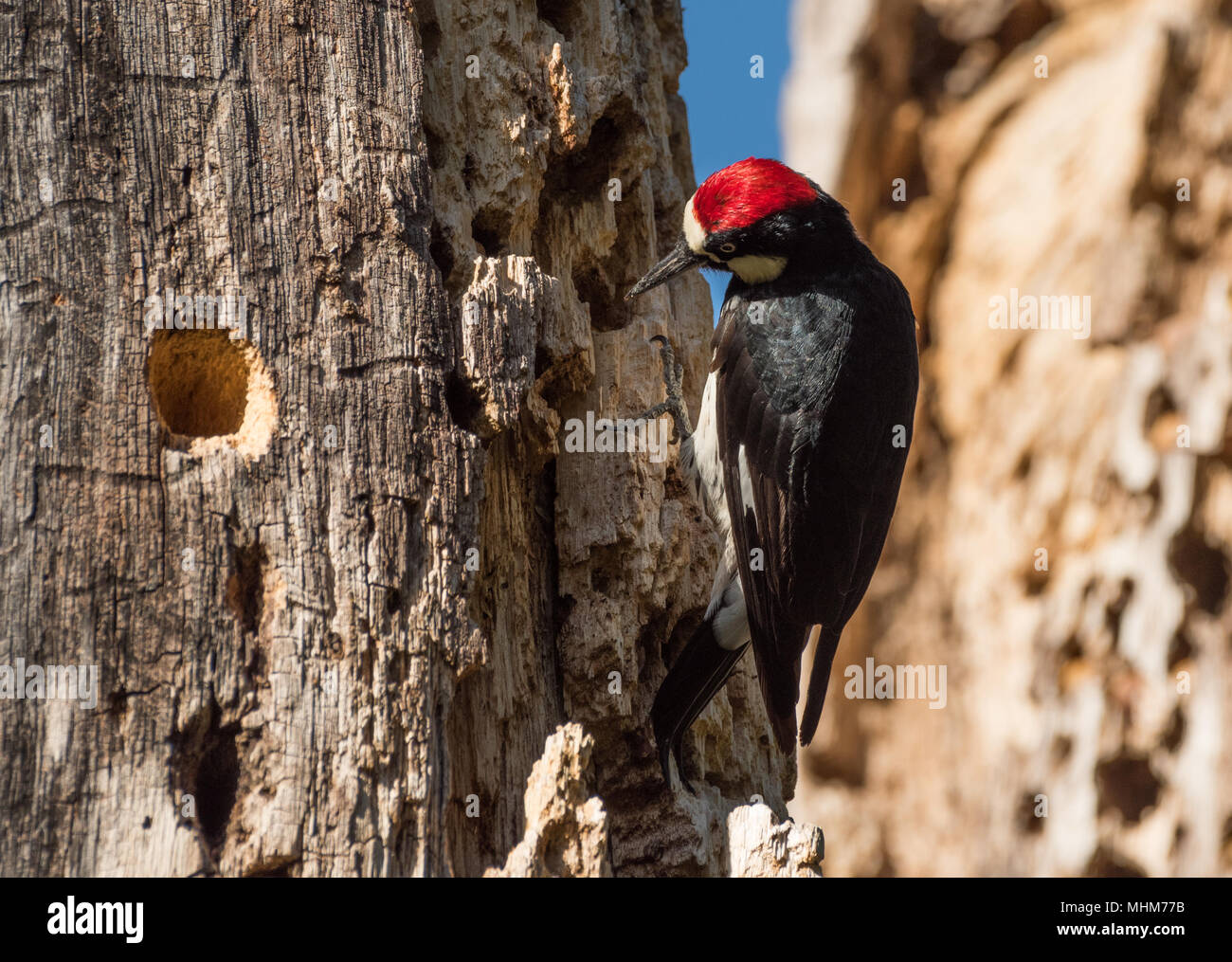 D'Acorn Woodpecker (Melanerpes formicivorus acorn) Inspecter les trous de stockage dans un grenier de chêne blanc (Quercus garryana arbre). Banque D'Images