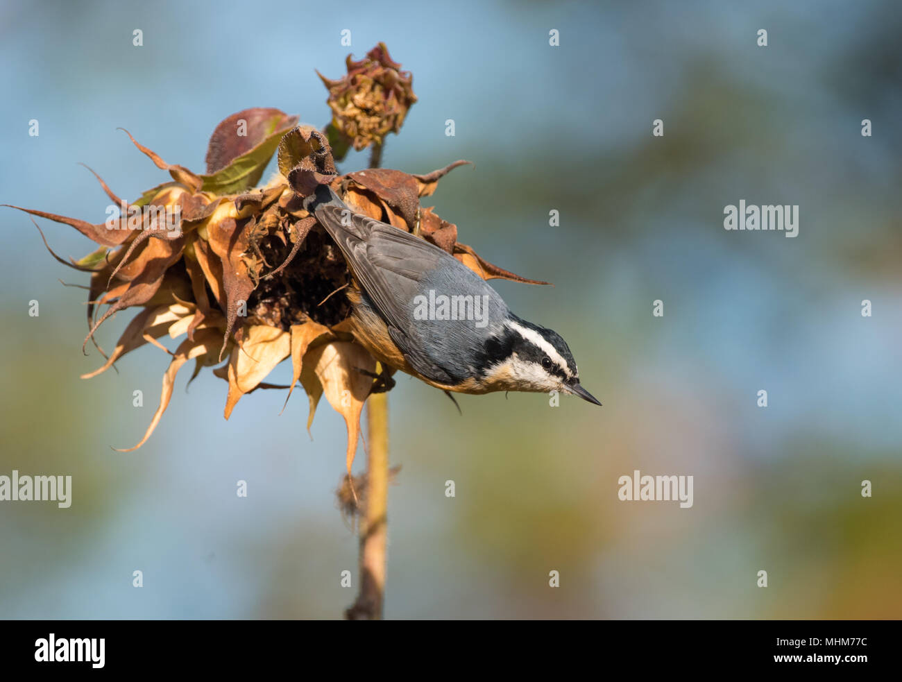 Une Sitelle à poitrine rousse (Sitta canadensis) prête pour le vol sur un automne tournesol tête. Banque D'Images