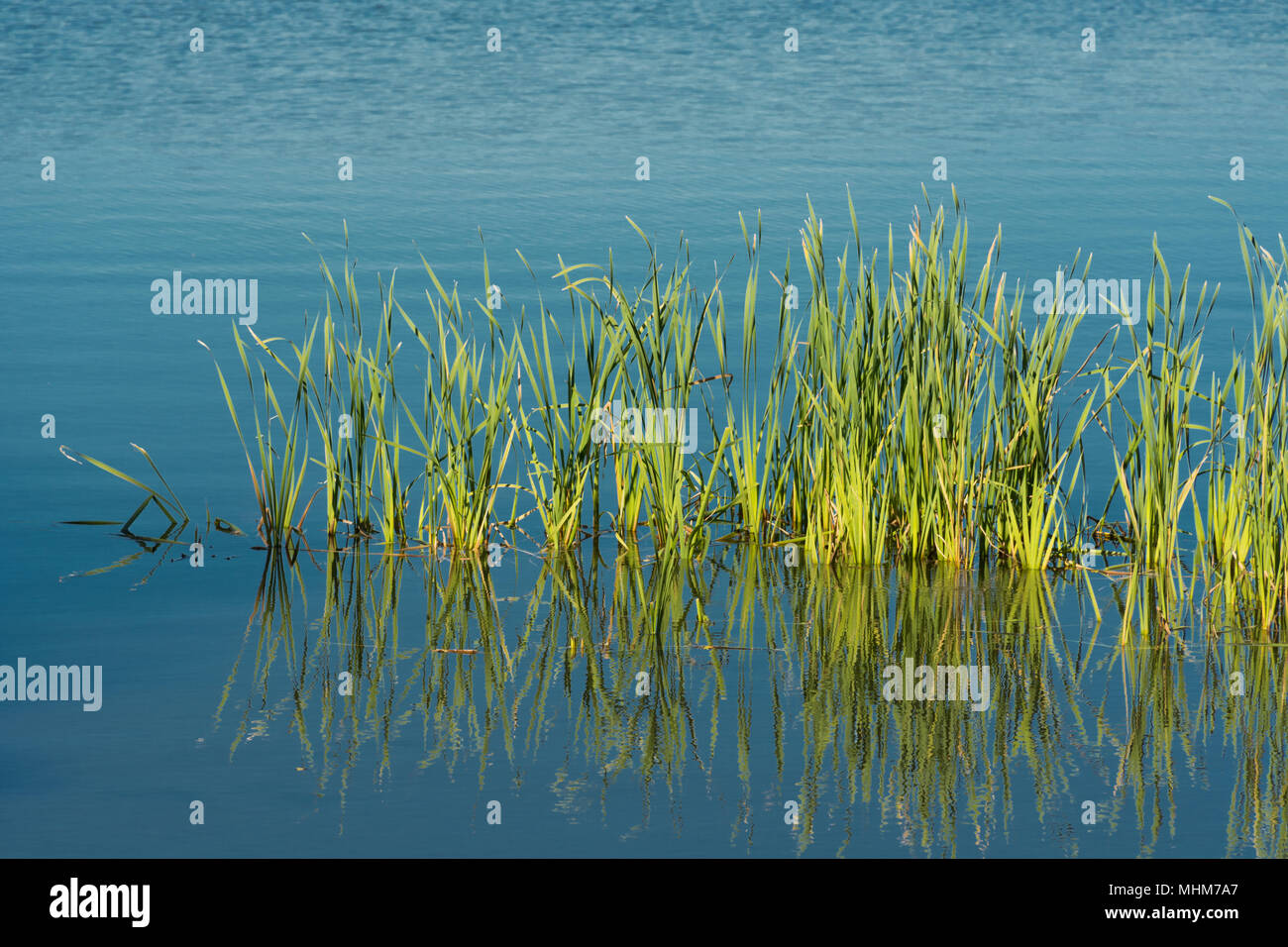 Les quenouilles et les herbes dans les eaux peu profondes du lac de Quannapowitt, Wakefield, MA Banque D'Images