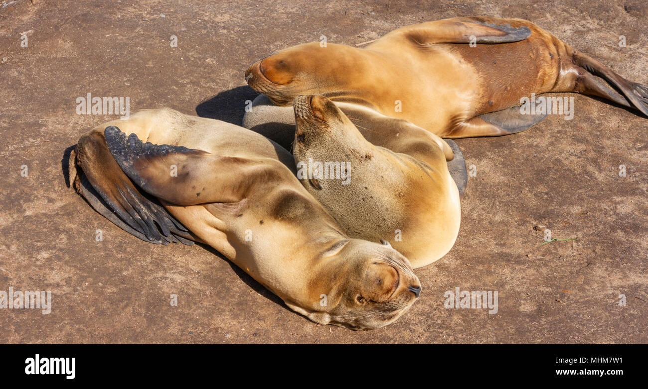 L Otarie De Californie A La Jolla Cove La Jolla Californie Photo Stock Alamy
