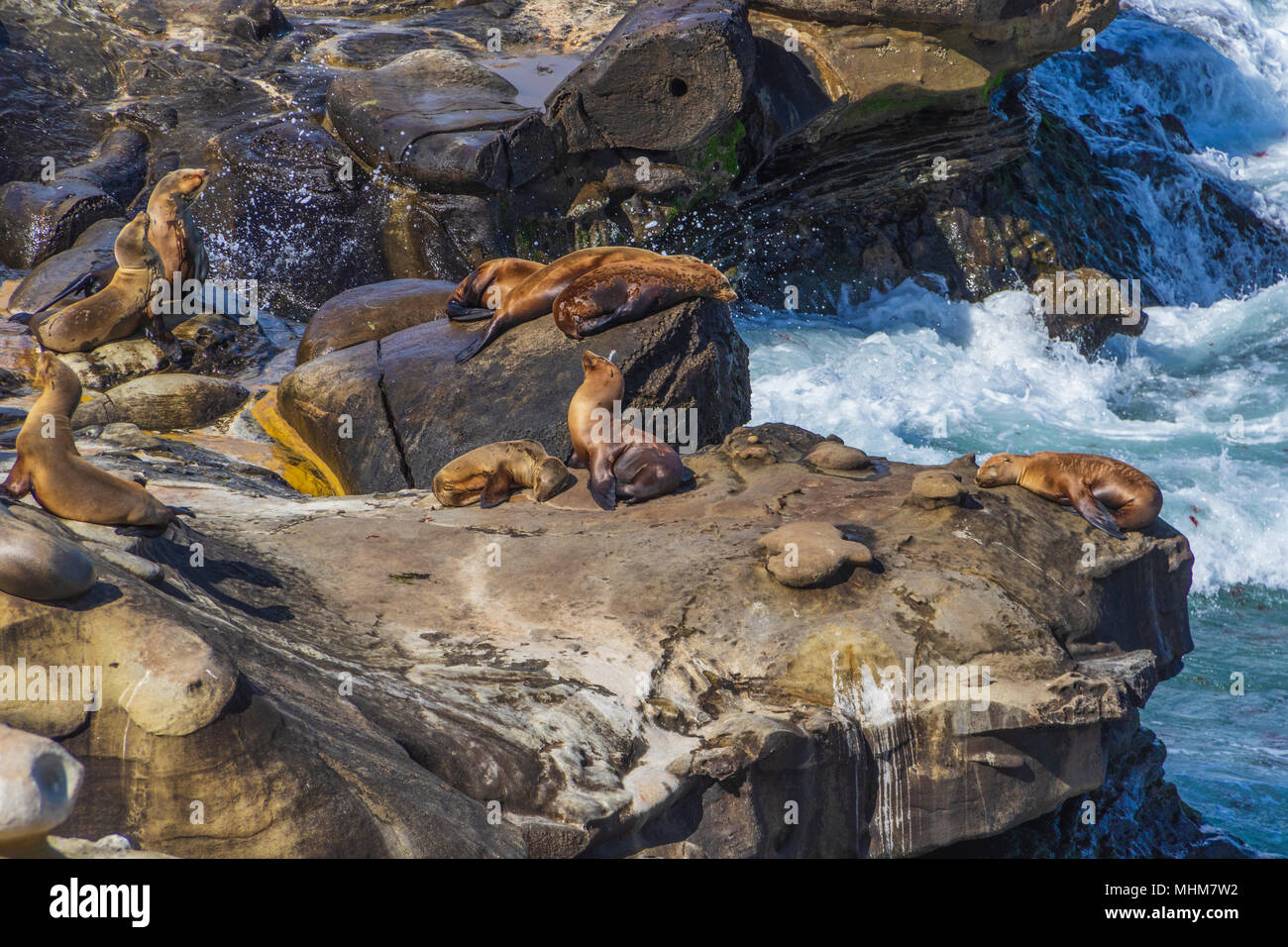 L'Otarie de Californie à La Jolla Cove, La Jolla, Californie. Banque D'Images