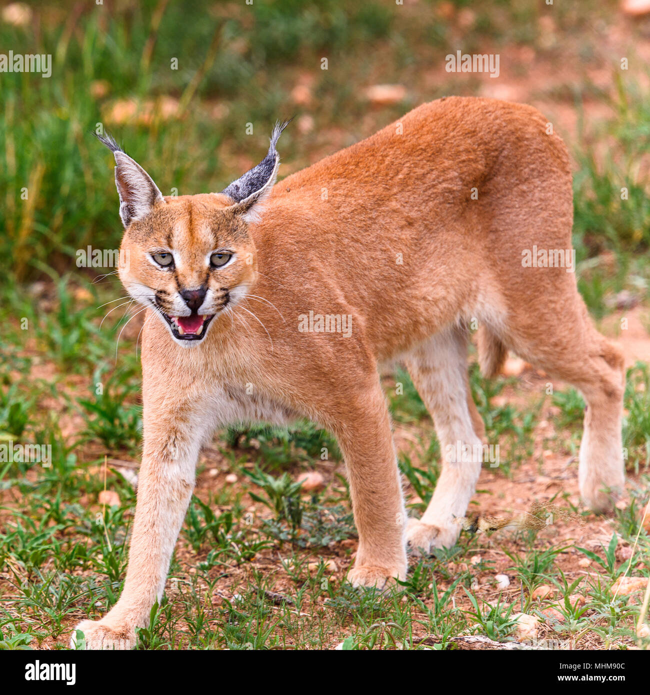 Strifed African scat oder strifed scat Banque de photographies et d’images à ...