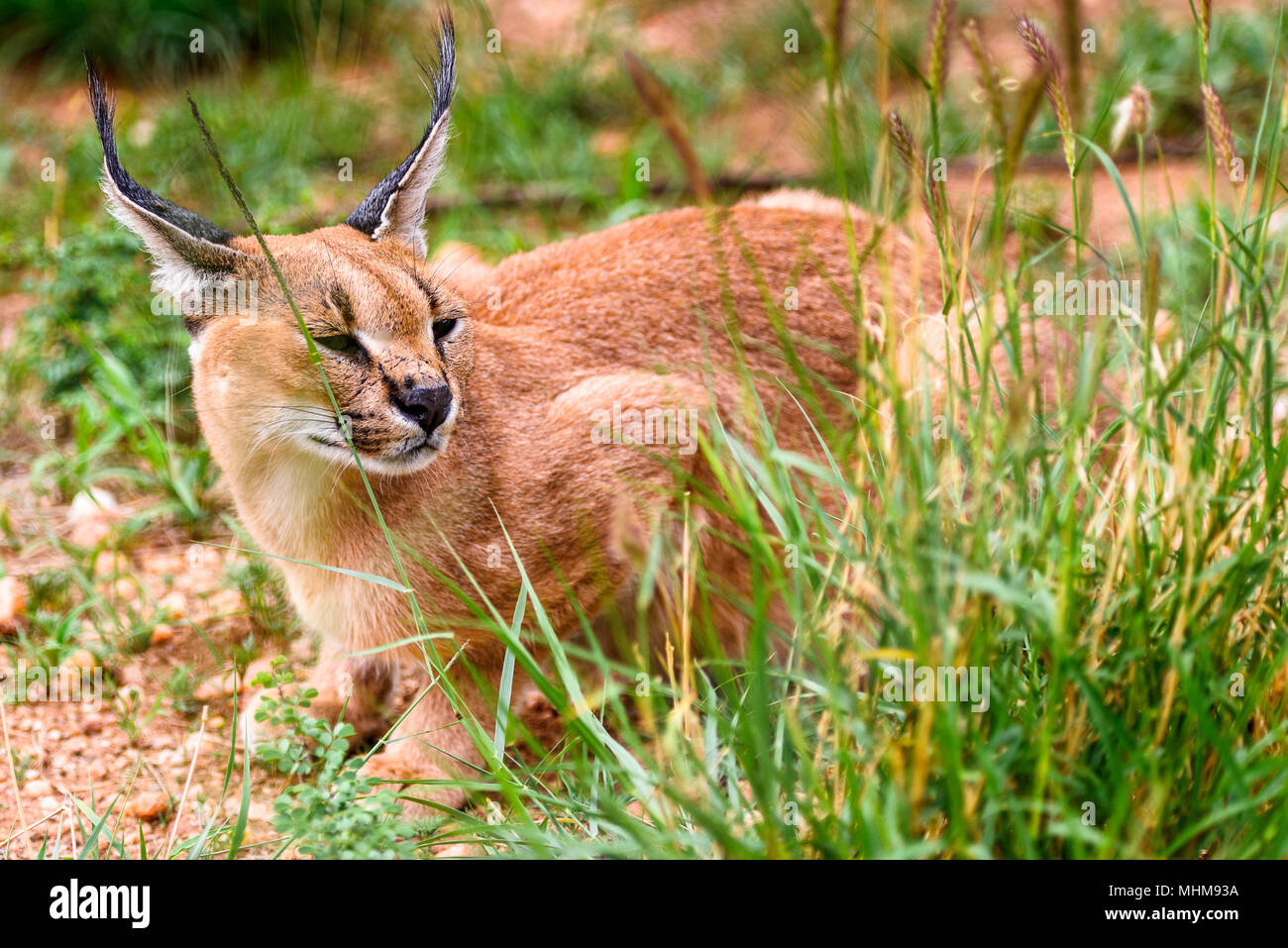 Strifed African scat oder strifed scat Banque de photographies et d’images à ...