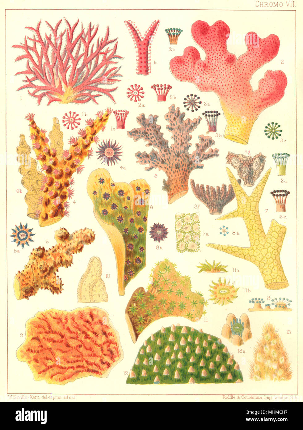 Grande Barrière de Corail Coral.Seriatopora hystrix;Echinopora horrida rosularia,1900 Banque D'Images