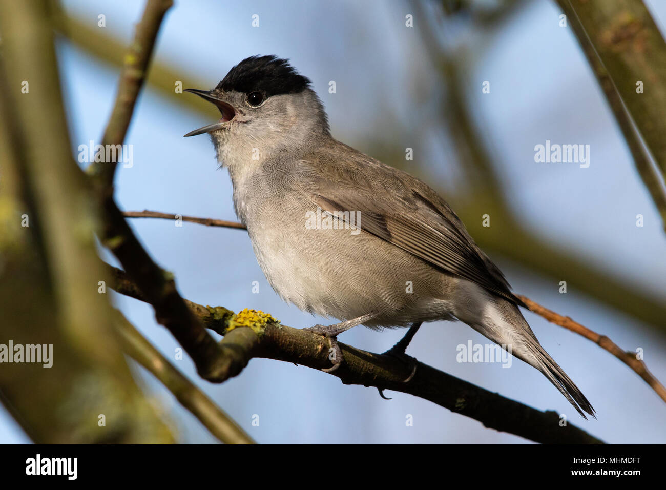 Mâle chanteur Blackcap (Sylvia atricapilla) Banque D'Images
