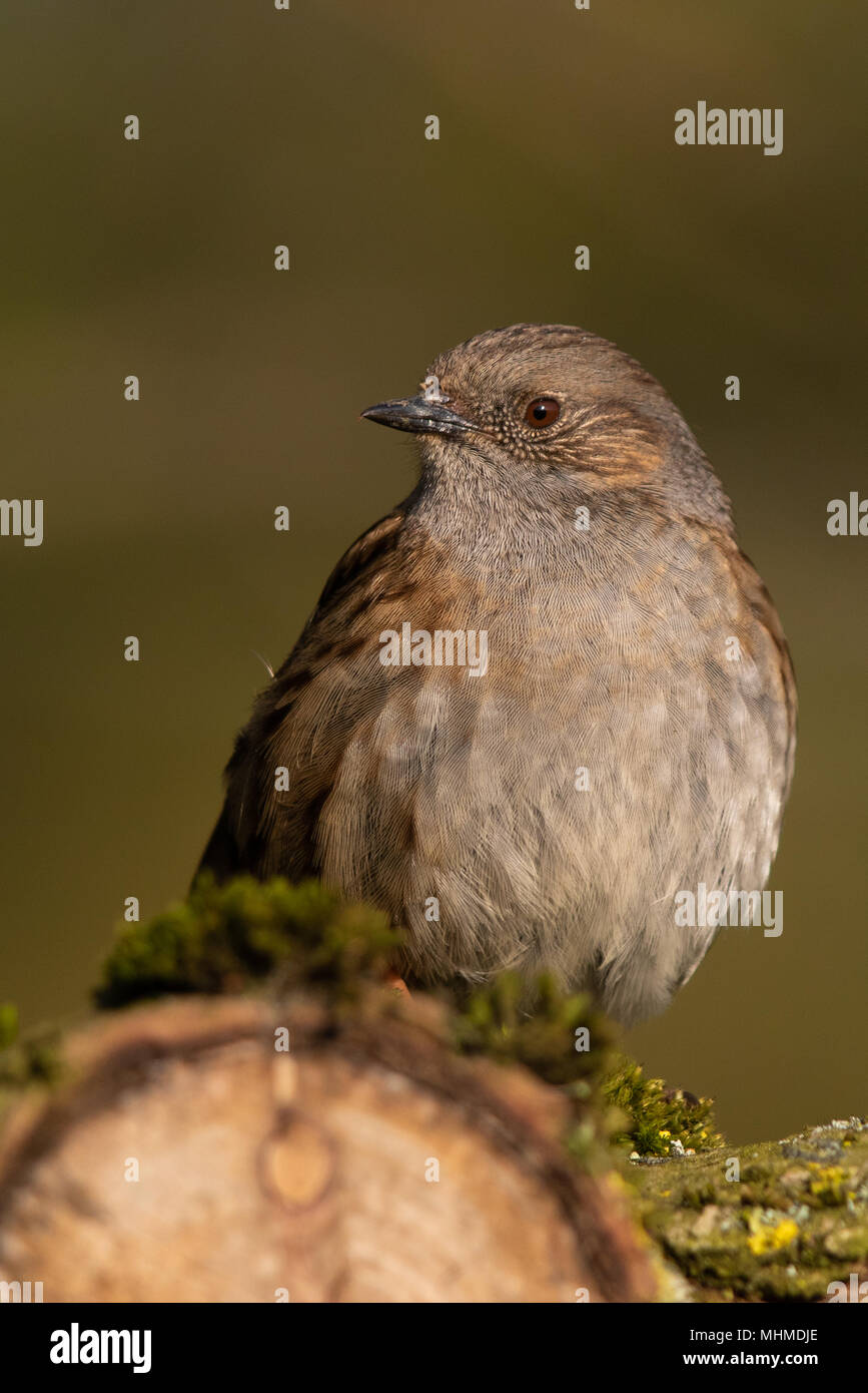 Nid (Prunella modularis) perché sur une branche moussue Banque D'Images