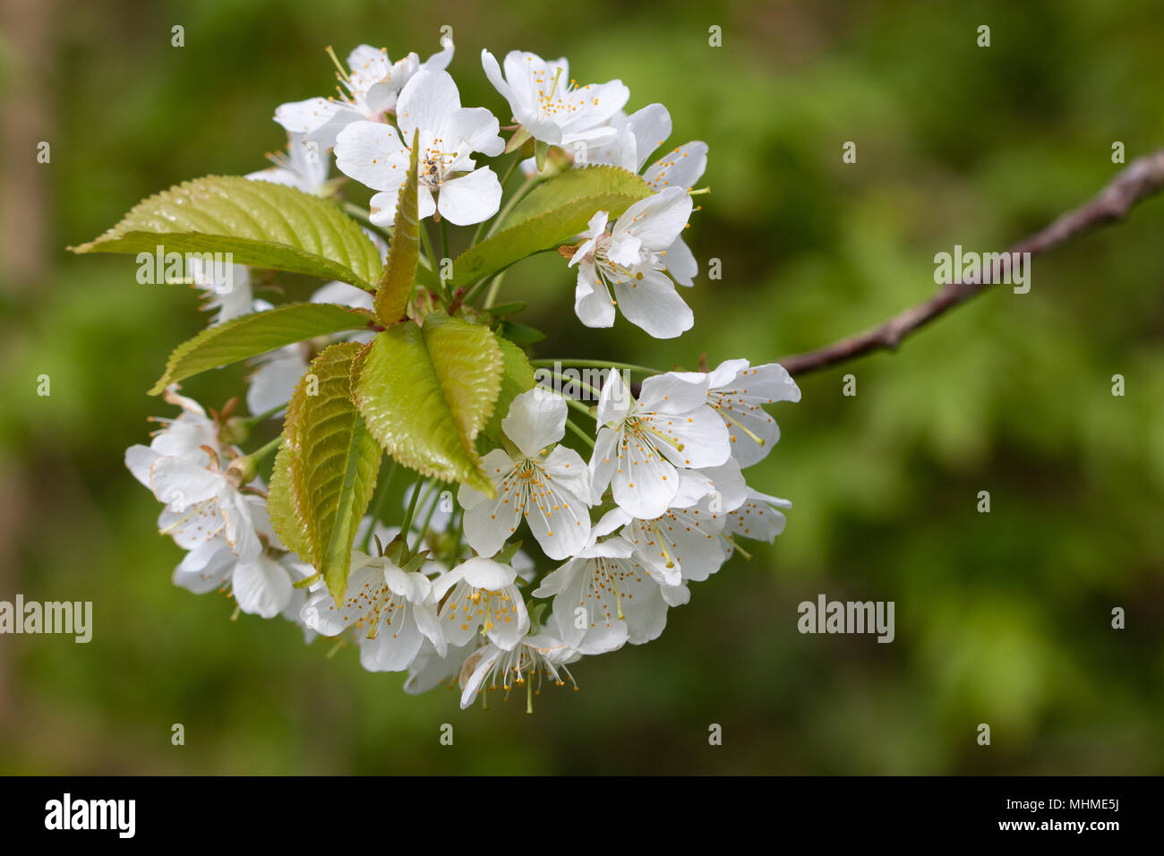 Le Merisier (Prunus avium) fleurs Banque D'Images