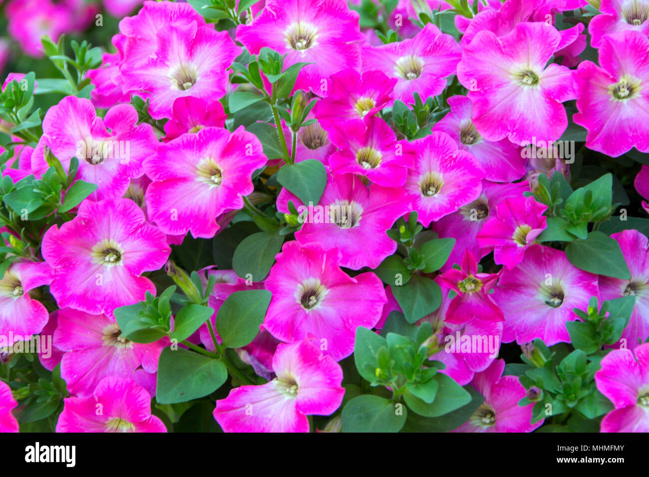 Petunia flower, Close up. Surfinia Purple est une vigoureuse plante de pied de 30cm de haut, avec des fleurs magenta foncé violet 8cm en face du milieu de l'été à la Banque D'Images