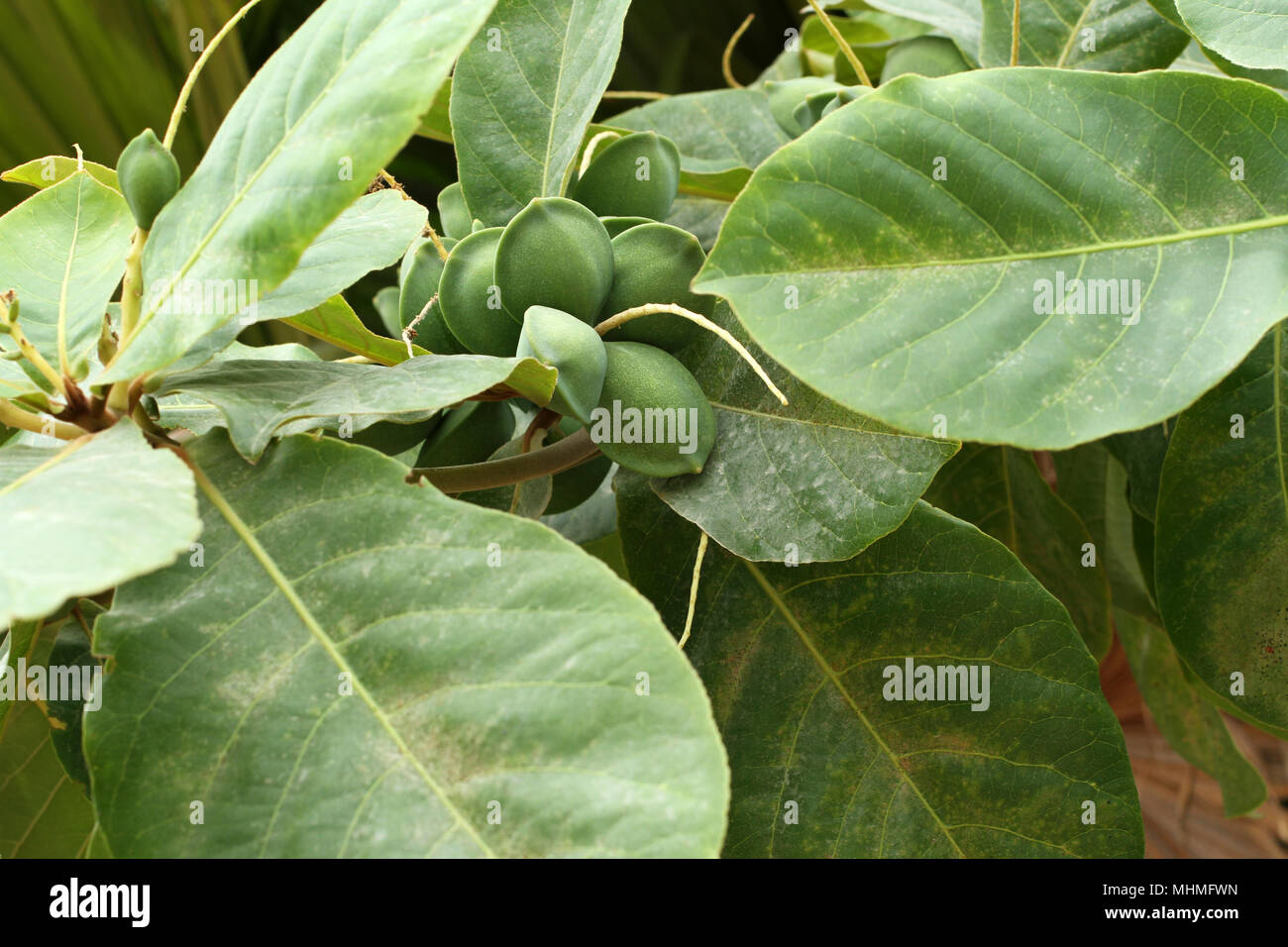 Couleur vert amande Indiens non mûres fruits sur l'arbre Tropical (amande, COMBRETACEAE). Feuilles pour aquarium Banque D'Images