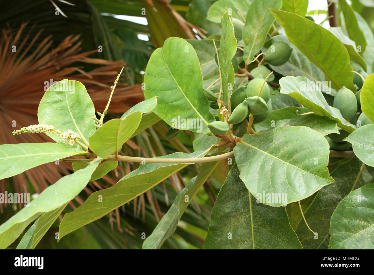 Couleur vert amande Indiens non mûres fruits sur l'arbre Tropical (amande, COMBRETACEAE). Feuilles pour aquarium Banque D'Images