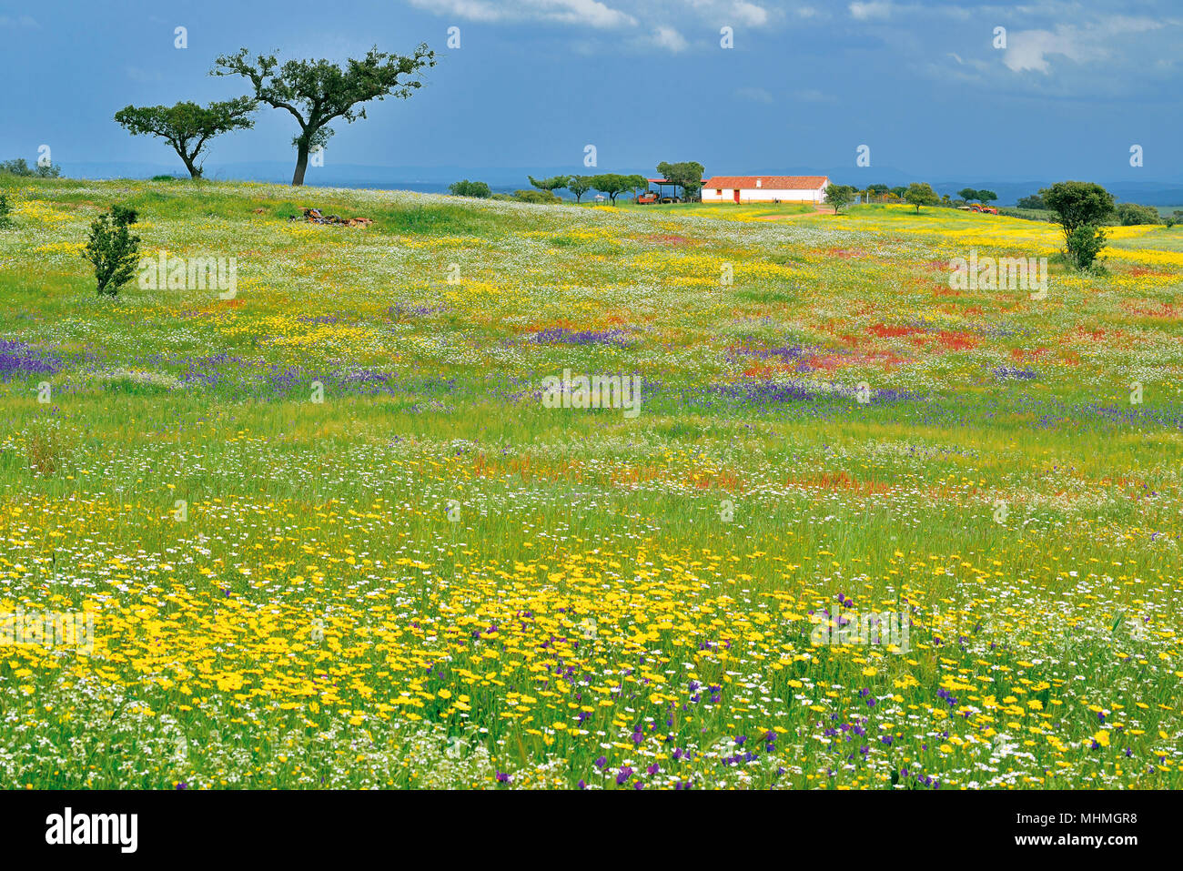 Champ vert recouvert de jaune, bleu et rouge fleurs sauvages entourant une petite maison de ferme blanche au printemps Banque D'Images