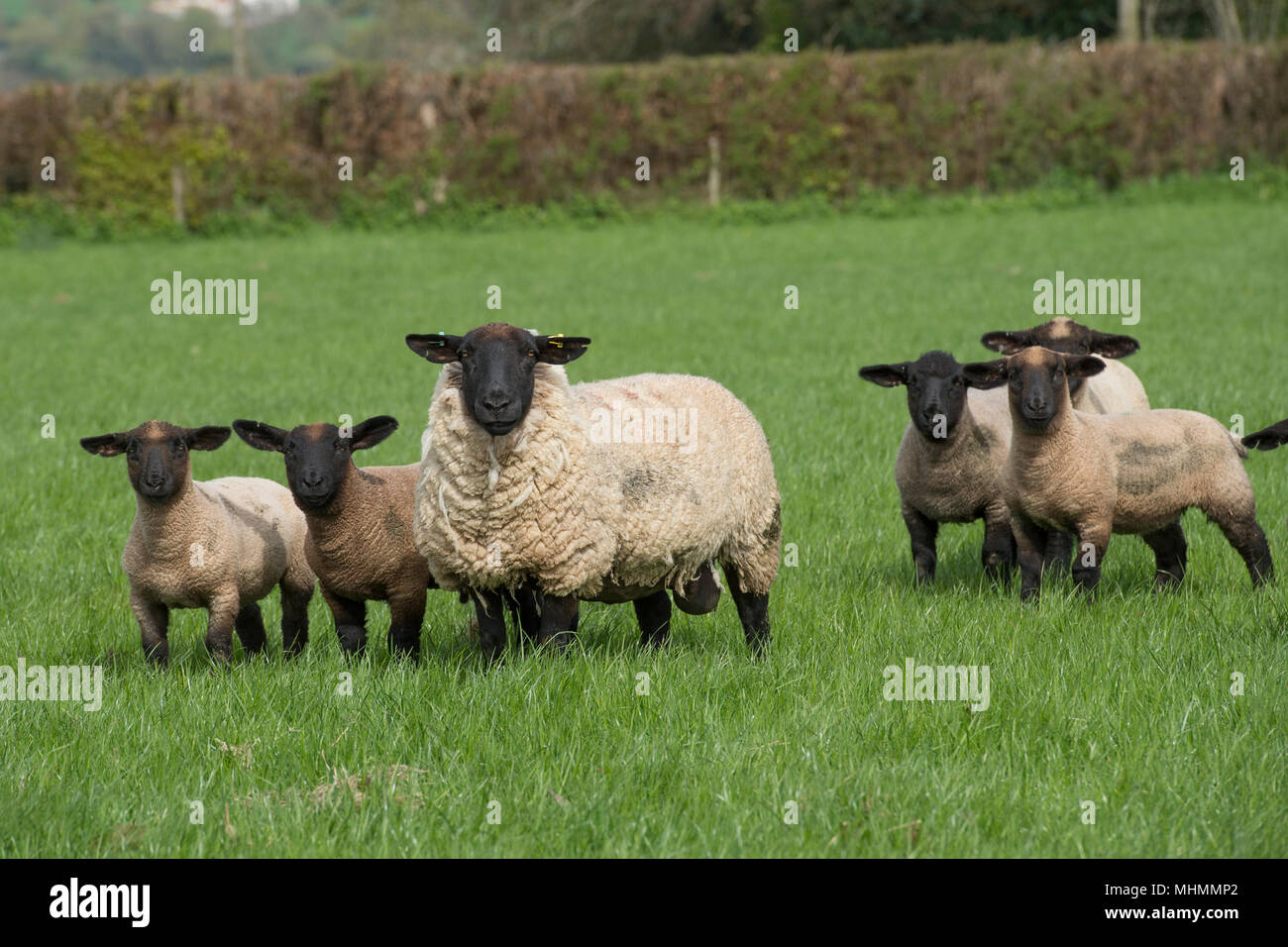 Les brebis et agneaux dans un troupeau de moutons Banque D'Images