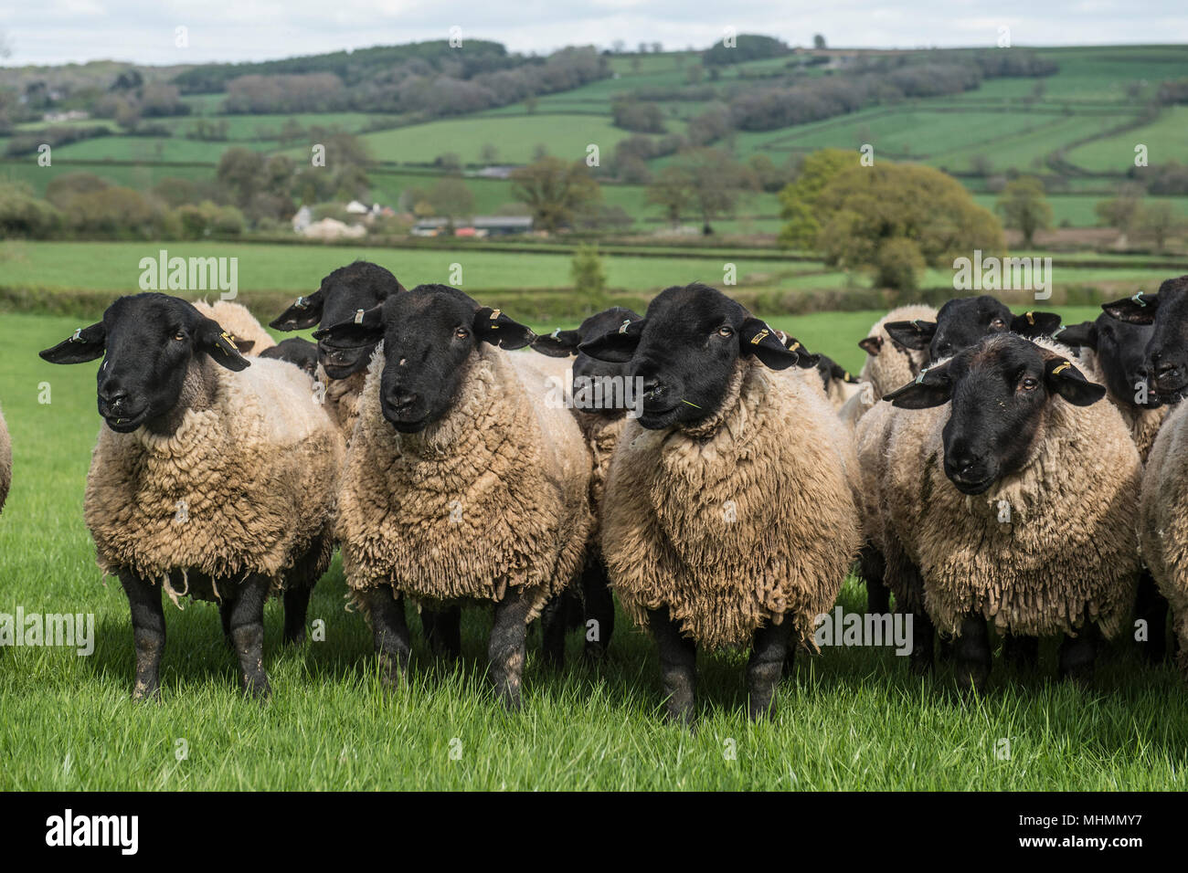 Béliers suffolk sheep Banque D'Images