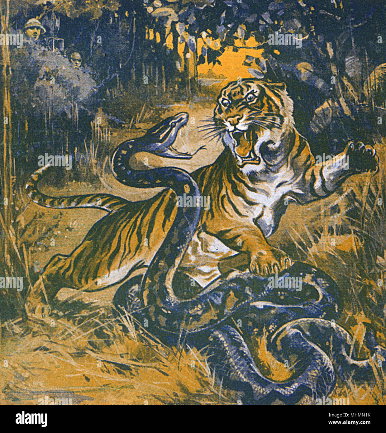 Le tigre et le serpent combattent dans la jungle Banque D'Images