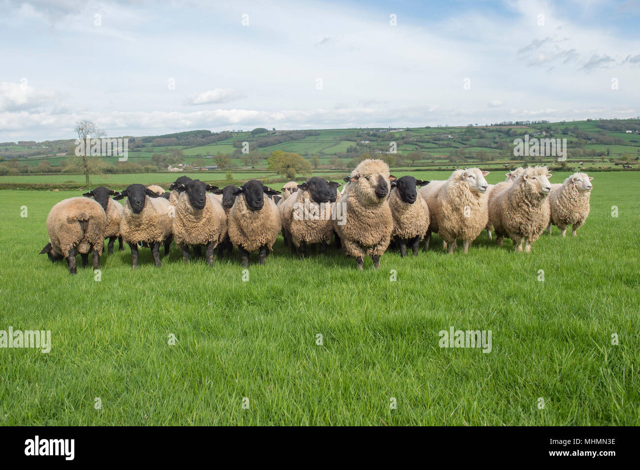 Arbre généalogique béliers moutons dans le champ Banque D'Images