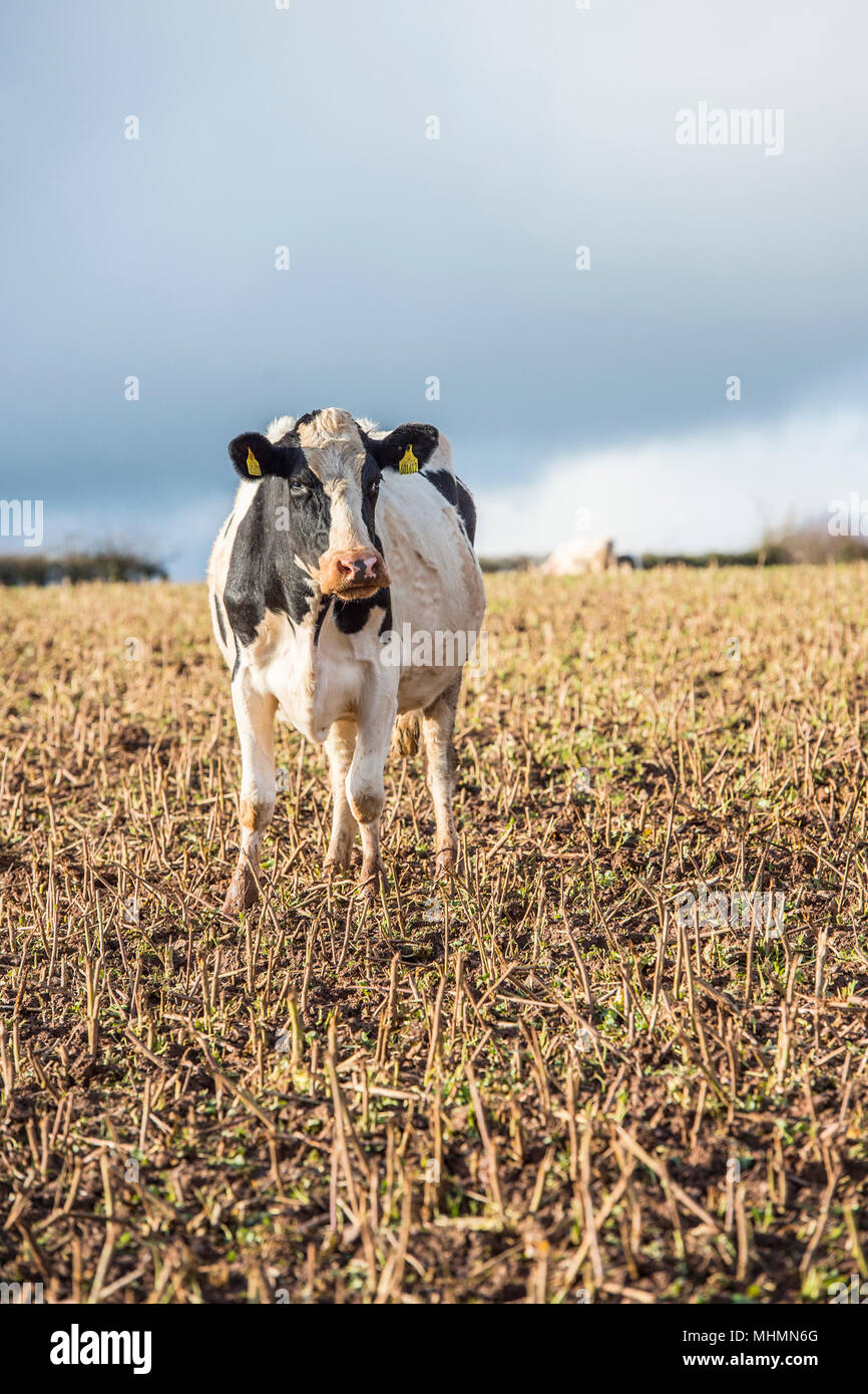 Seule vache laitière dans un champ Banque D'Images