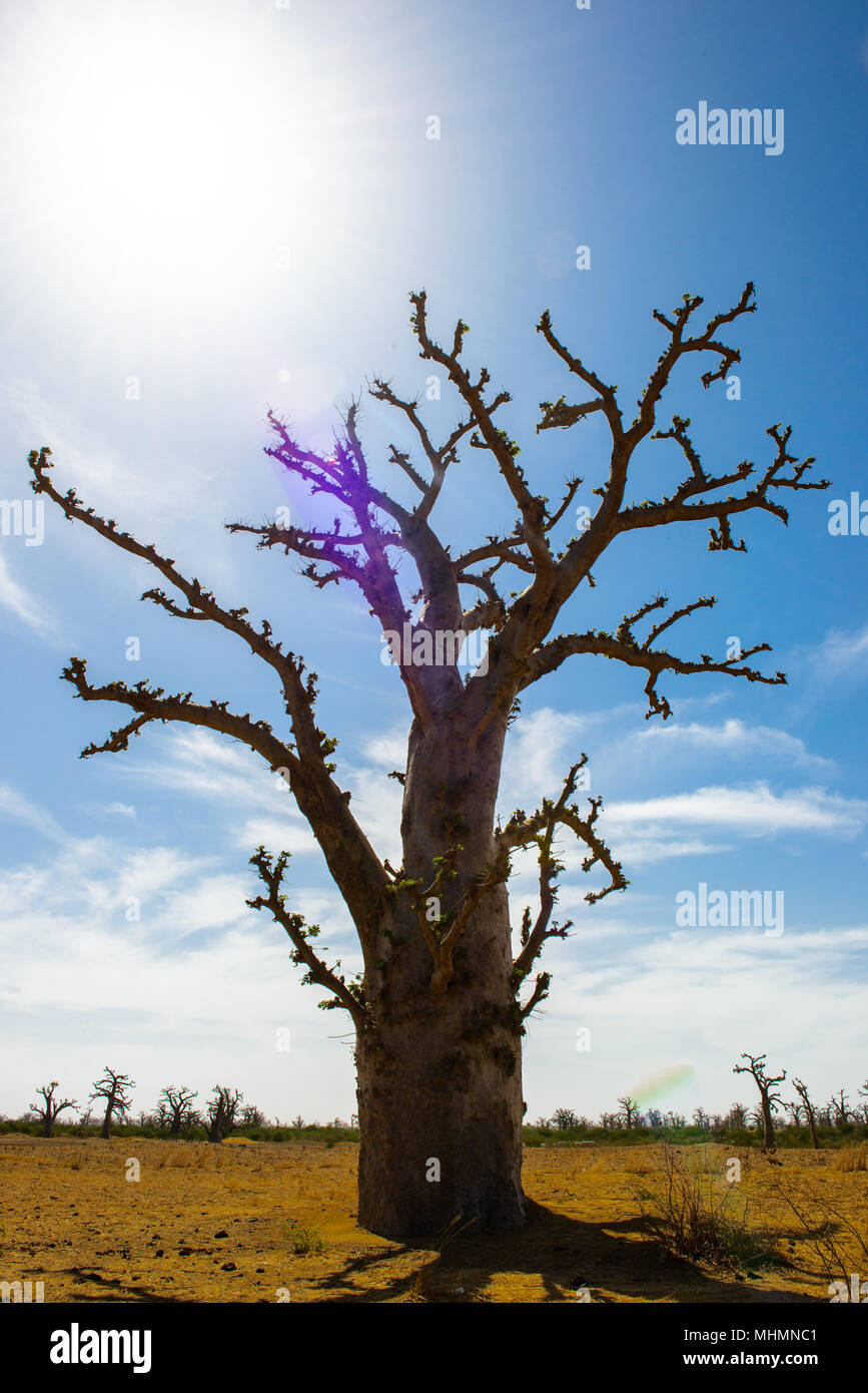 Baobab, au Sénégal Banque D'Images