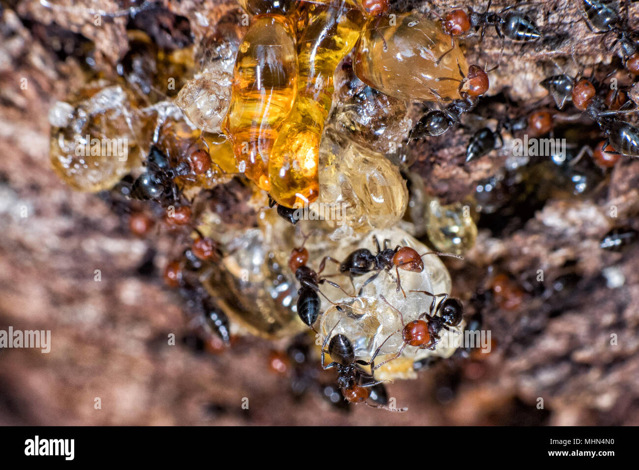 Tete Rouge Corps Noir Fourmis De Feu Honeypot Myrmecocystus Macro Detail Fourmiliere A L Interieur Sur Un Arbre Orange Photo Stock Alamy