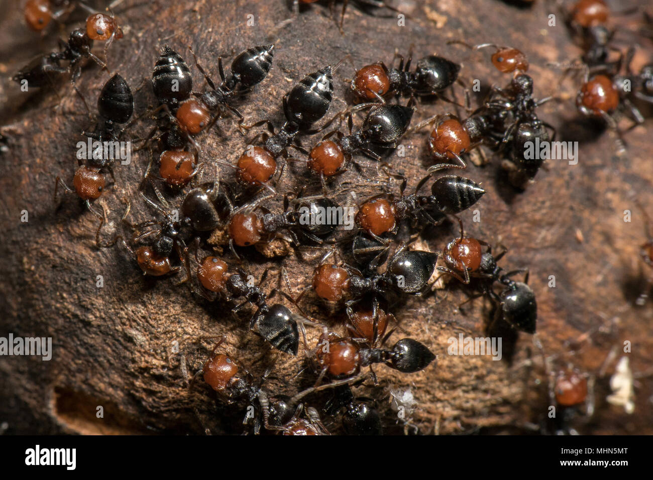 Tête rouge corps noir fourmis de feu honeypot Myrmecocystus macro ...